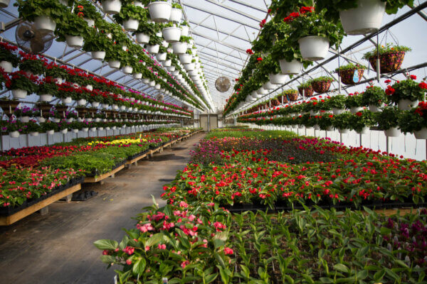 Flowers are hanging from the ceiling of the green house, with others on low tables. 