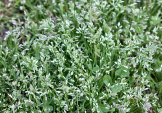 Annual bluegrass (Poa annua) seeds germinate in the fall, and the grass makes white seed heads in the early spring.