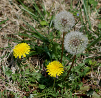 Common dandelion (Taraxacum officinale) is a perennial broadleaf weed that spreads by wind-blown seeds.