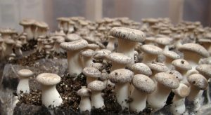 Выращивание грибов в домашних условиях — инструкция для новичков: описание на примере вешенок, шампиньонов, мицелия. Тонкости данного бизнеса (Фото & Видео) +Отзывы