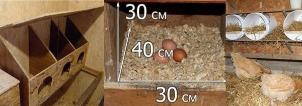 Как сделать гнезда для кур-несушек своими руками фото и размеры. 
