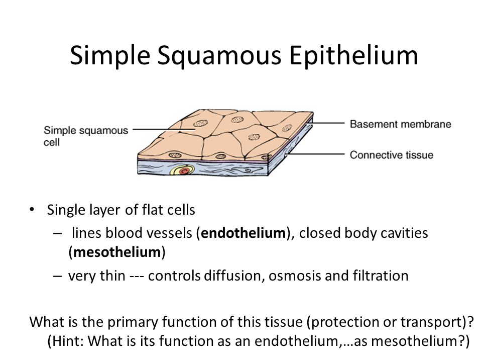 Simple Squamous Epithelium