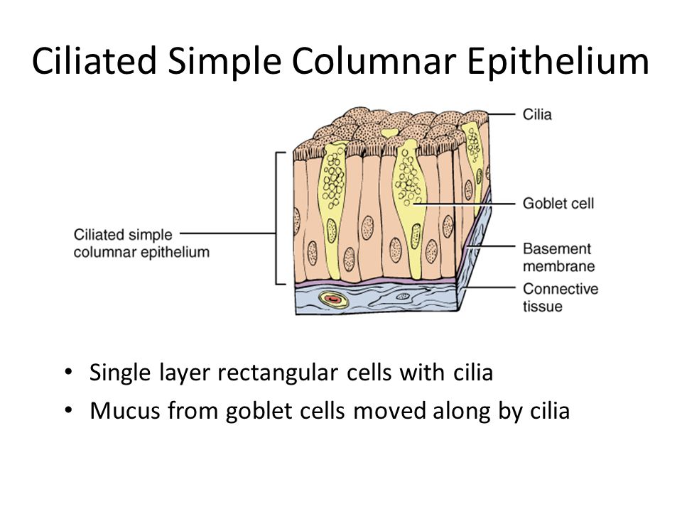 Ciliated Simple Columnar Epithelium