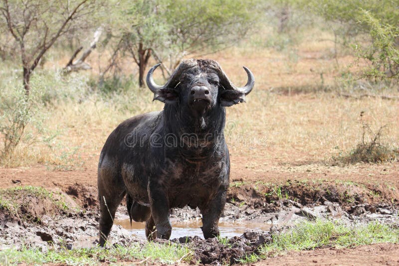 Buffalo Bull enjoying a mud bath. On a sunny day stock photo