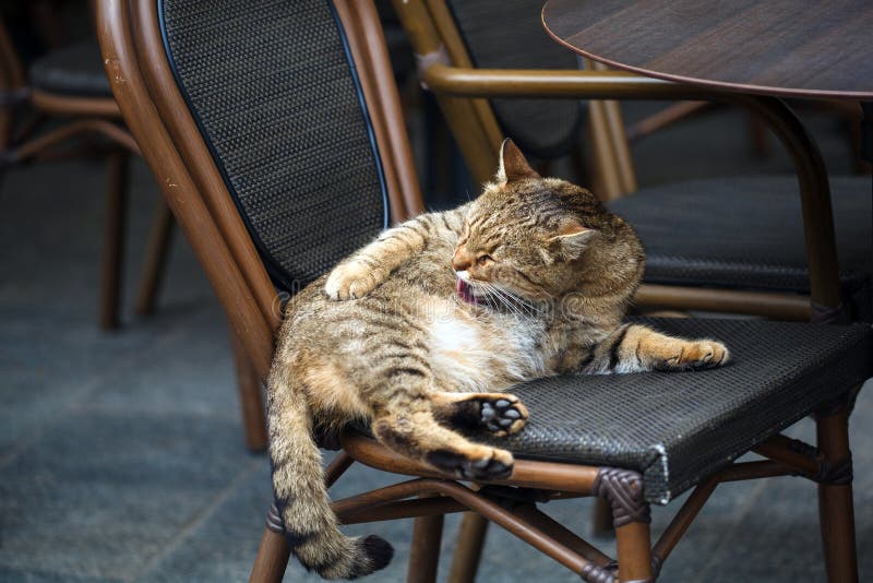 The cat is washing itself, in the chair. Cat relaxing in the chair, unusual Frequenter sitting in the cafe in Lviv city. Cute Cafe Cat royalty free stock photos