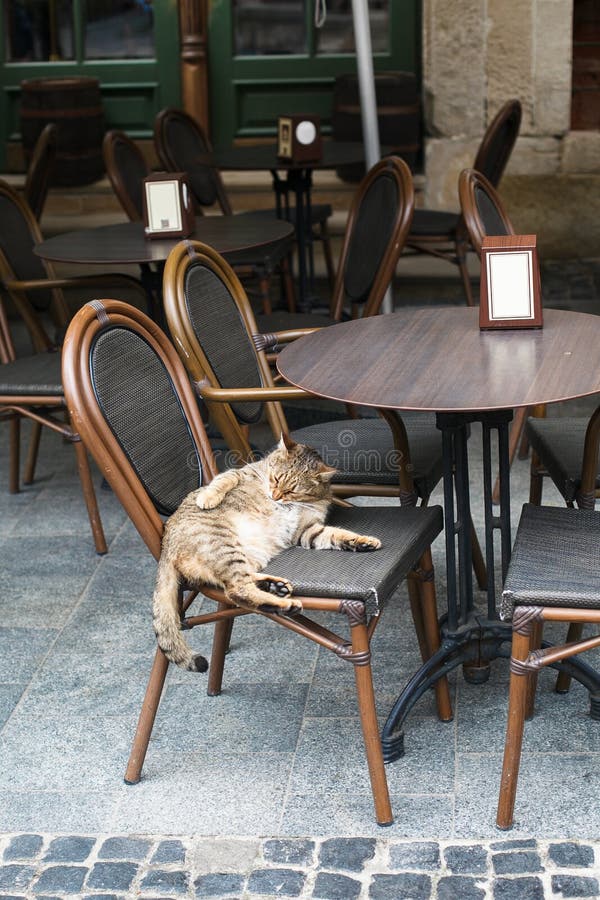 The cat is washing itself, in the chair. Cat relaxing in the chair, unusual Frequenter sitting in the cafe in Lviv city. Cute Cafe Cat royalty free stock image