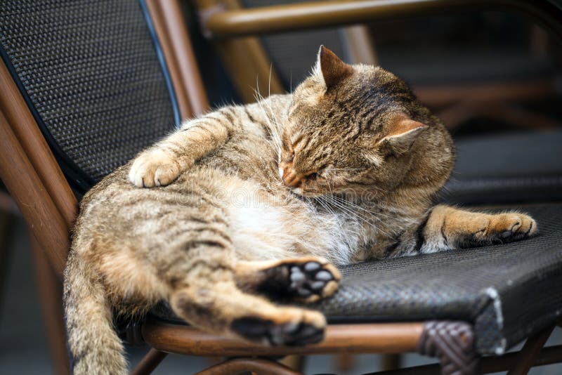 The cat is washing itself, in the chair. Cat relaxing in the chair, unusual Frequenter sitting in the cafe in Lviv city. Cute Cafe Cat stock images