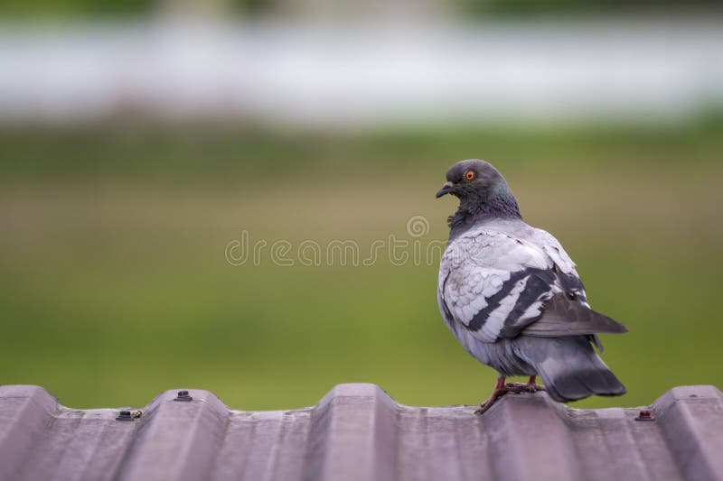 Close-up portrait of beautiful big gray and white grown pigeon with orange eye perching on the edge of brown metal tile roof on bl stock photography