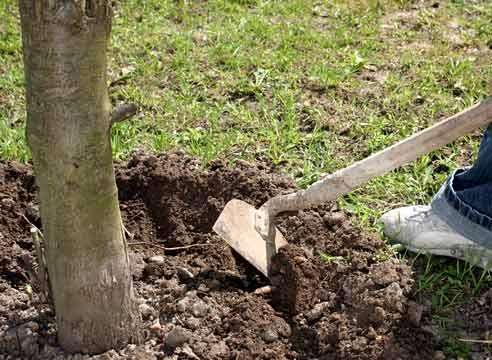 В комплексе с использованием севооборота, а именно посадки саженцев или семян на ту же грядку, в течение трех лет, почва полностью выздоравливает.