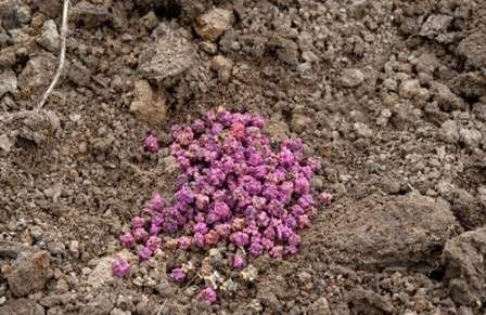 Подходящим методом борьбы с ними будет пролитие почвы специальным раствором (к примеру, «Фитоспорином"). Этот метод нужно применять, как только собран урожай.